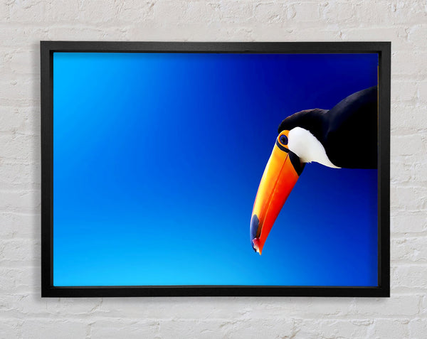 Tucan Schönheit