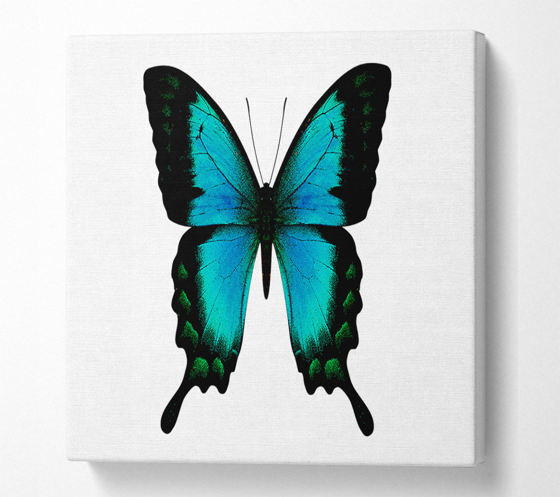  A Canvas Print of Turquoise Butterfly Wings Canvas Print
