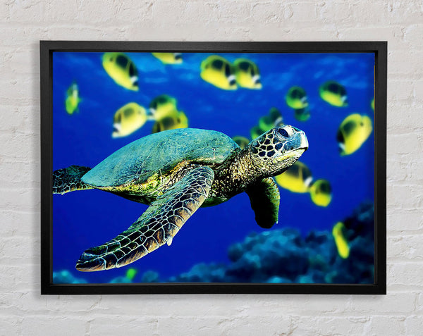 Schildkröte Ozean
