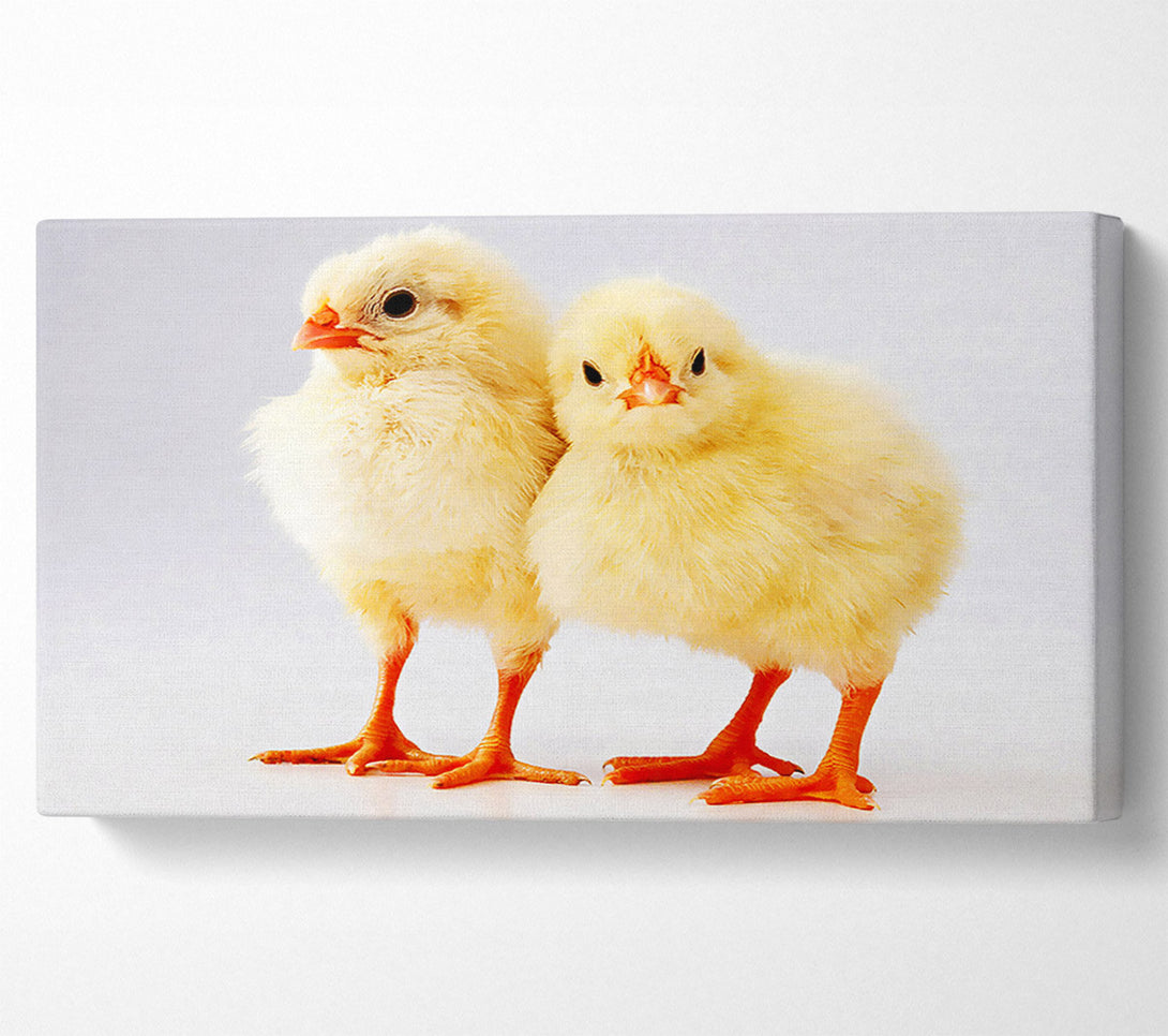  A Canvas Print of Two Little Chicks Canvas Wall Art
