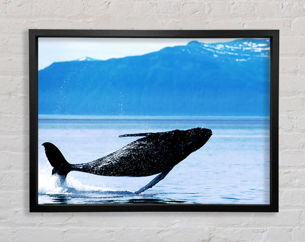 Whale Of A Time Framed Print
