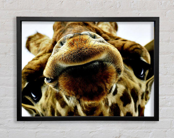 What Are You Looking At Giraffe Framed Print