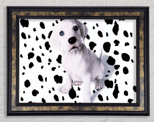 Wheres My Spots Dalmatian Framed Print