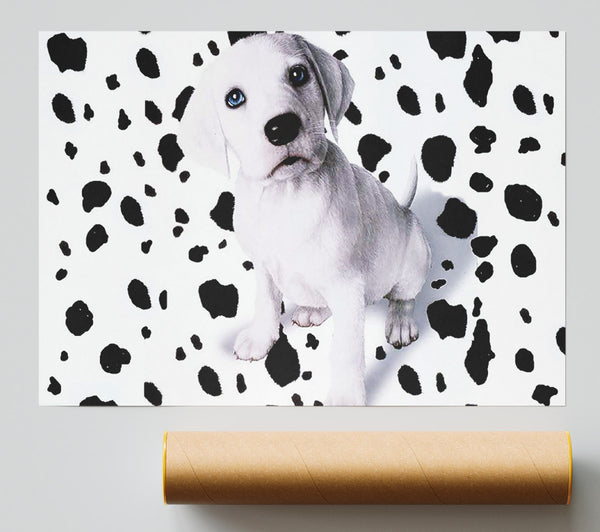 Wheres My Spots Dalmatian Poster