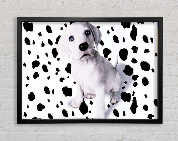 Wheres My Spots Dalmatian Framed Print