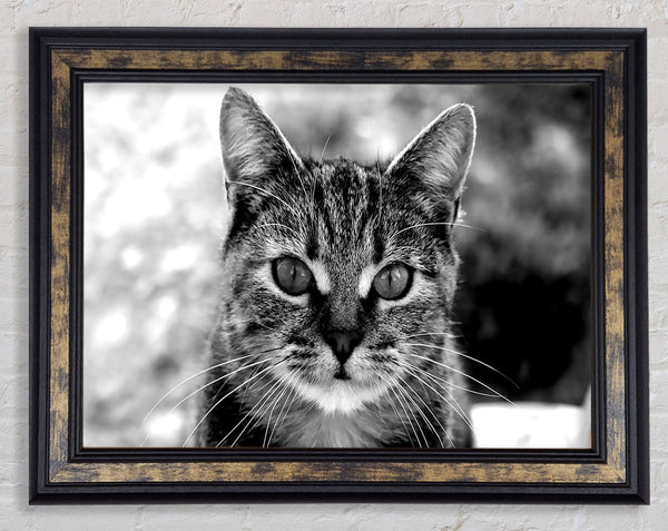 Whiskers Framed Print