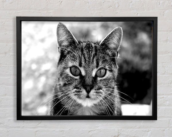 Whiskers Framed Print