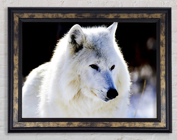 White Arctic Wolf Framed Print