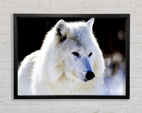 White Arctic Wolf Framed Print