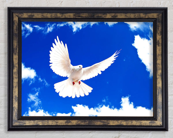 White Dove Framed Print