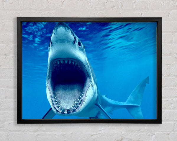 White Shark Teeth Framed Print