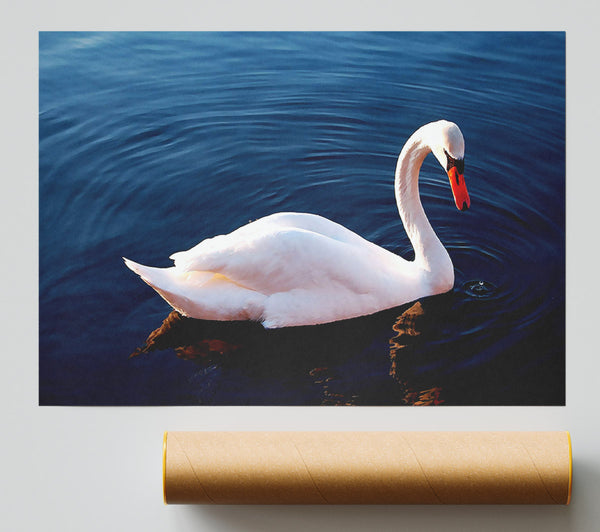 White Swan In Water Giclee Print