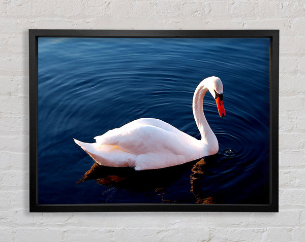 Weißer Schwan im Wasser