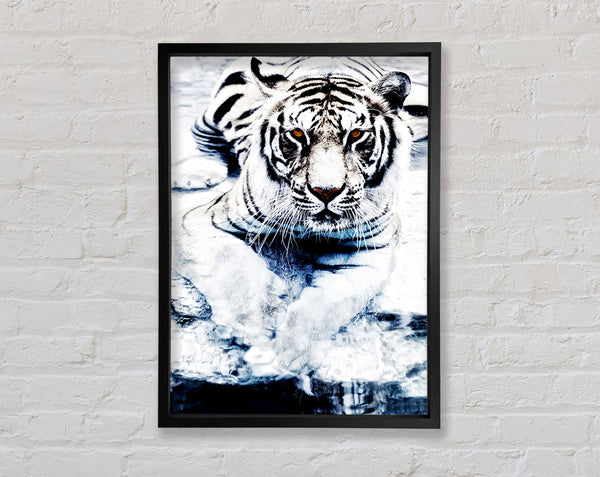 Weißer Tigerblick