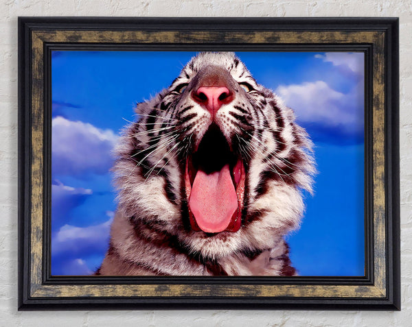 White Tiger Yawn Framed Print