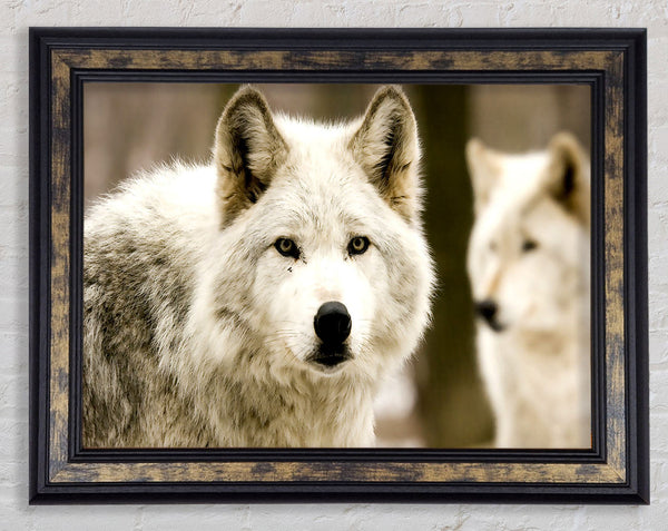 White Wolf Framed Print