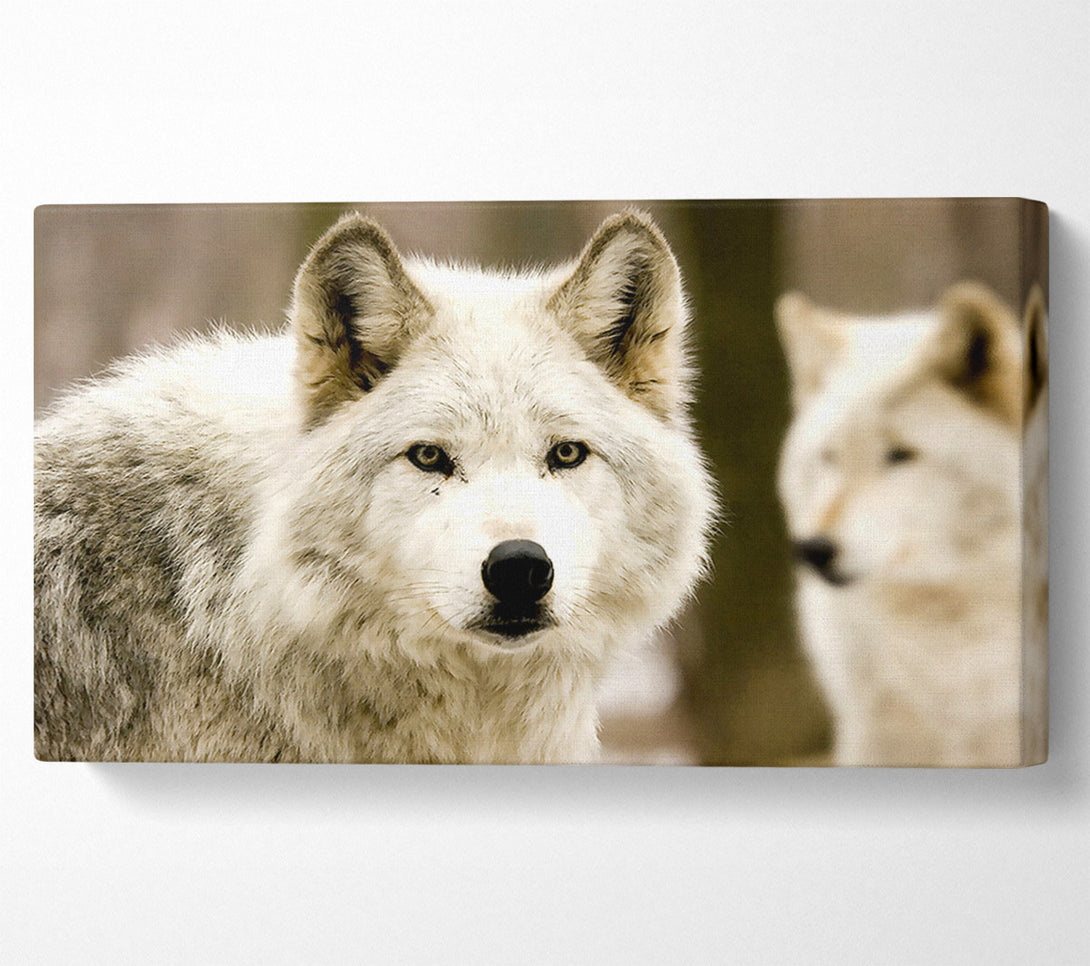  A Canvas Print of White Wolf Canvas Print