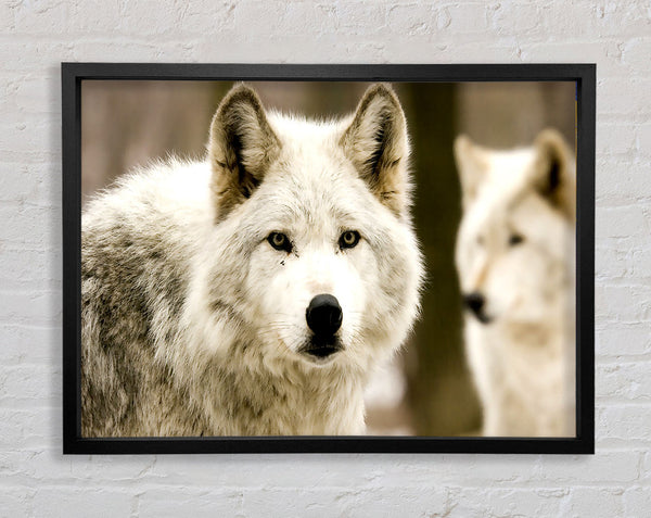 White Wolf Framed Print