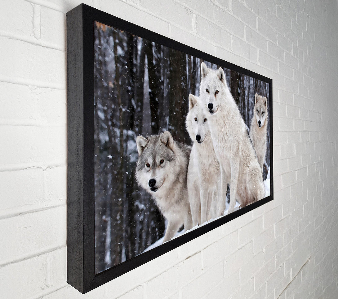  A Canvas Print of White Wolf Pack Canvas Wall Art
