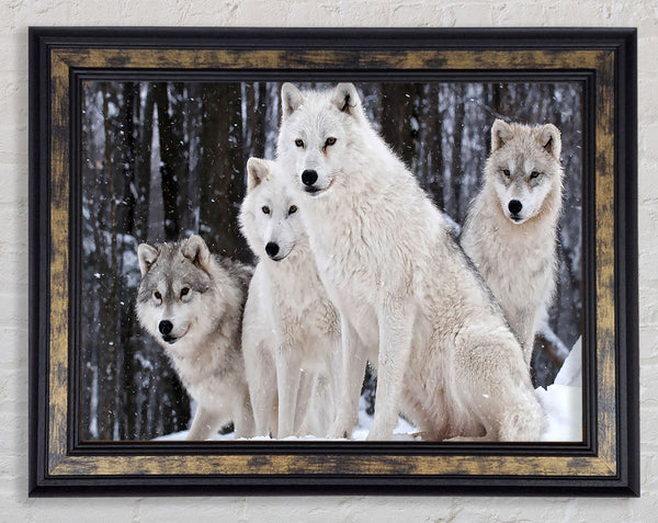 White Wolf Pack Framed Print