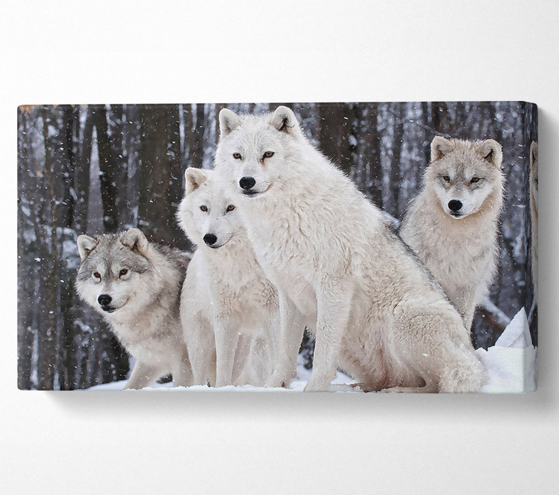  A Canvas Print of White Wolf Pack Canvas Wall Art