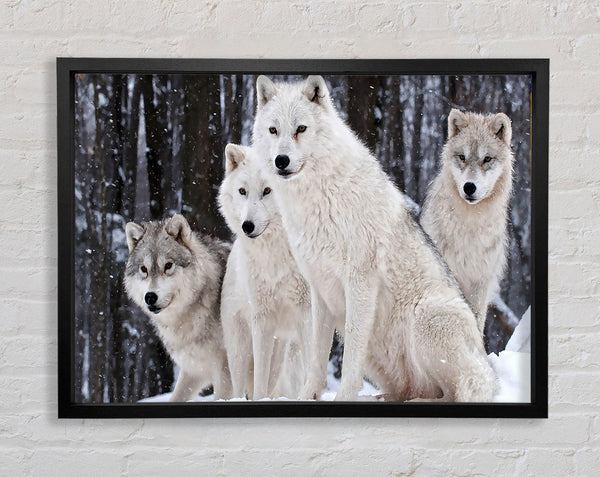 White Wolf Pack Framed Print