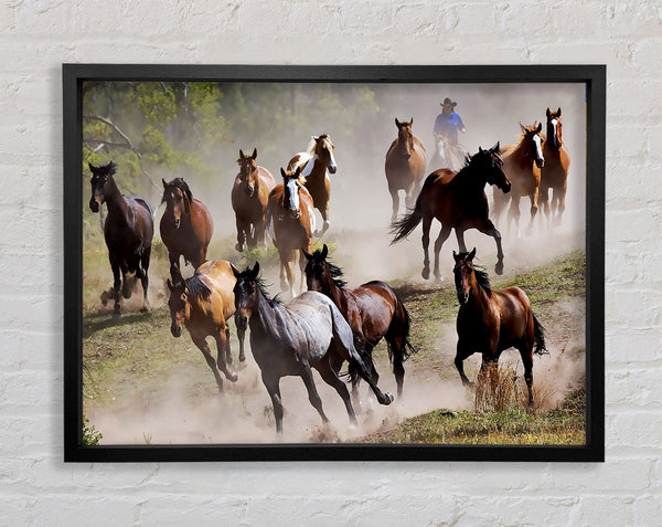 Stampede eines Wildpferds