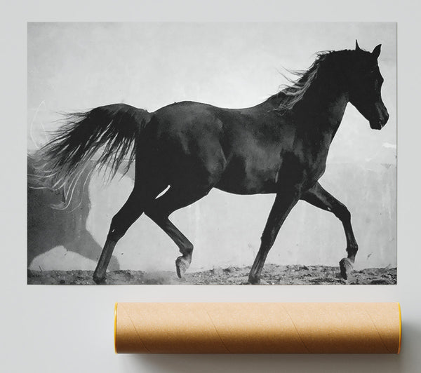 Wild Horses B N W Giclee Print