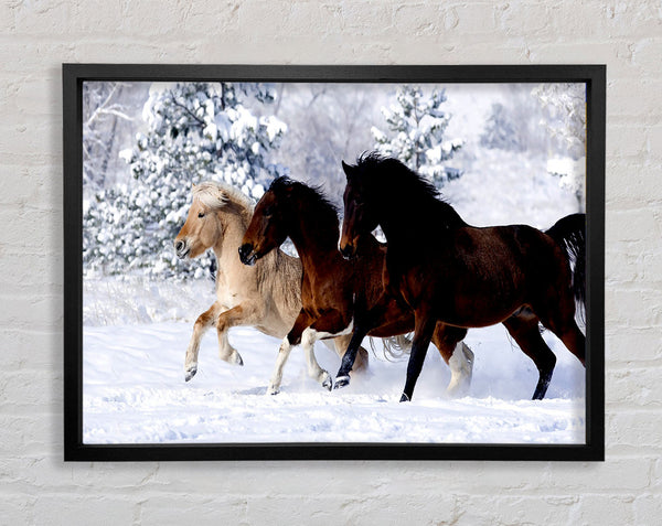 Wild Winter Horses Running Framed Print