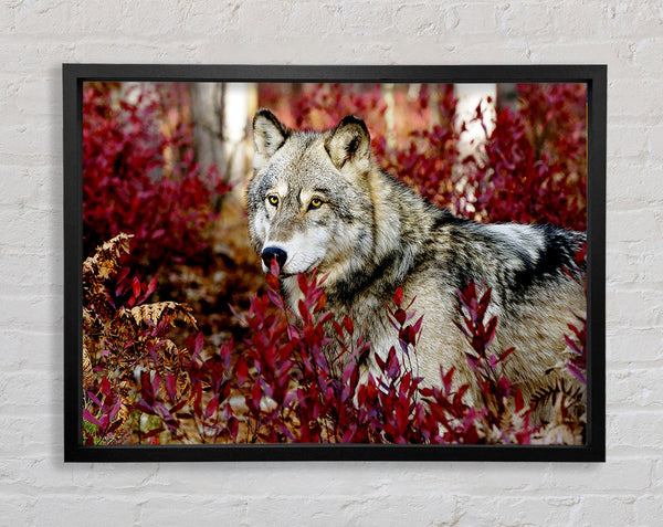 Wilder Wolf
