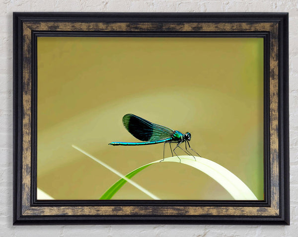 Wings Of Beauty Framed Print
