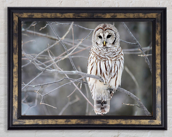Winter Owl Framed Print