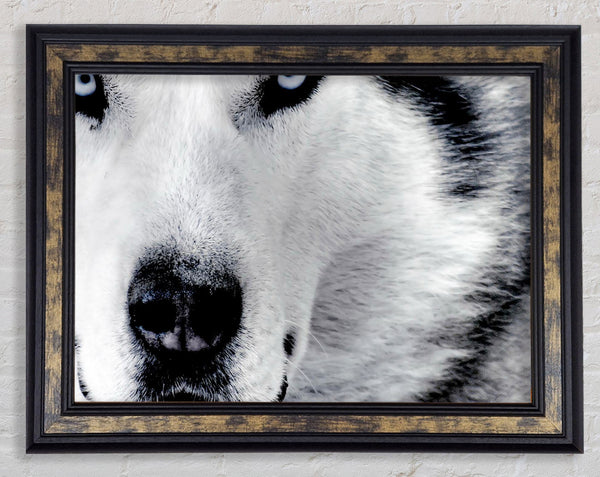 Wolf Eyes Framed Print
