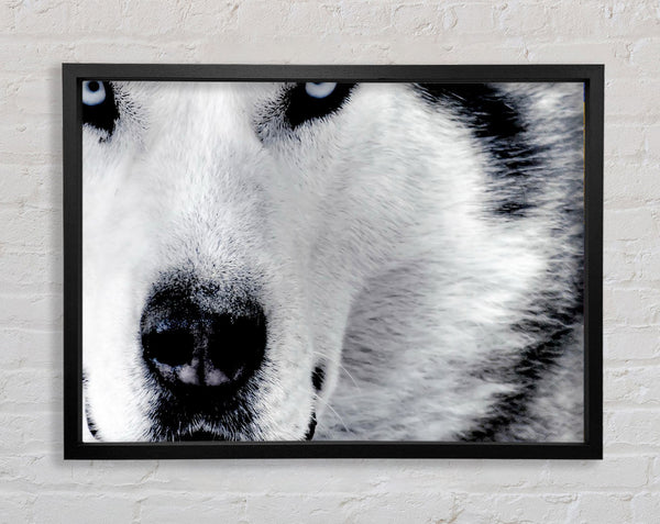 Wolfsaugen