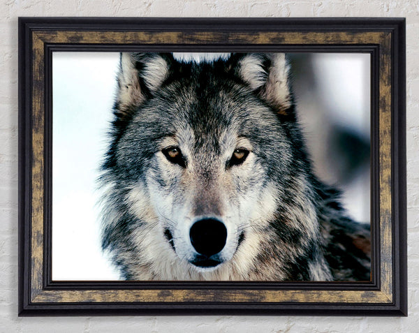 Wolf Face Framed Print