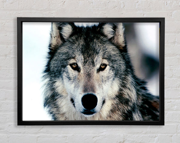 Wolfsgesicht