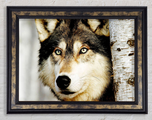 Wolf Glare Framed Print
