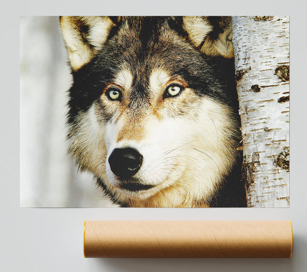 Wolf Glare Poster