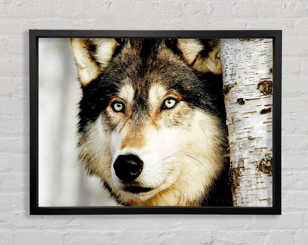 Wolfsblick