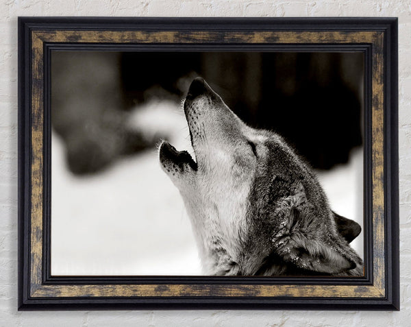 Wolf Howl Framed Print