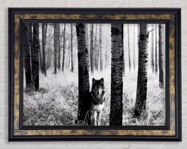 Wolf In The Forest Framed Print