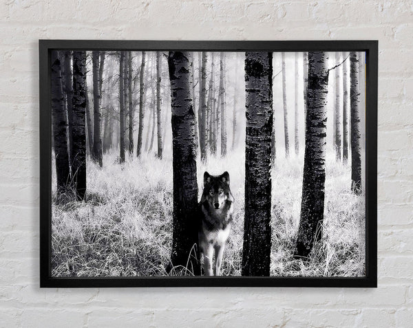 Wolf In The Forest Framed Print