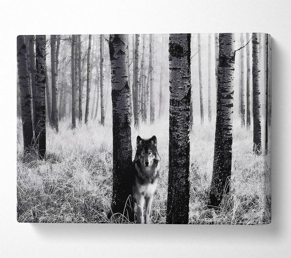  A Canvas Print of Wolf In The Forest Canvas Print