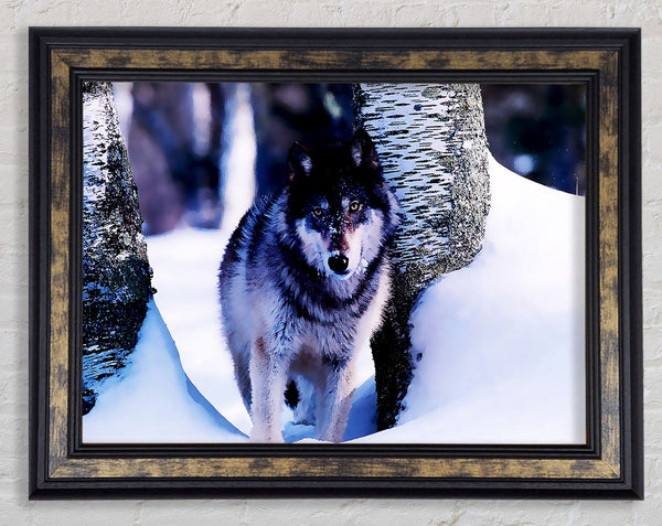 Wolf In The Snow Framed Print