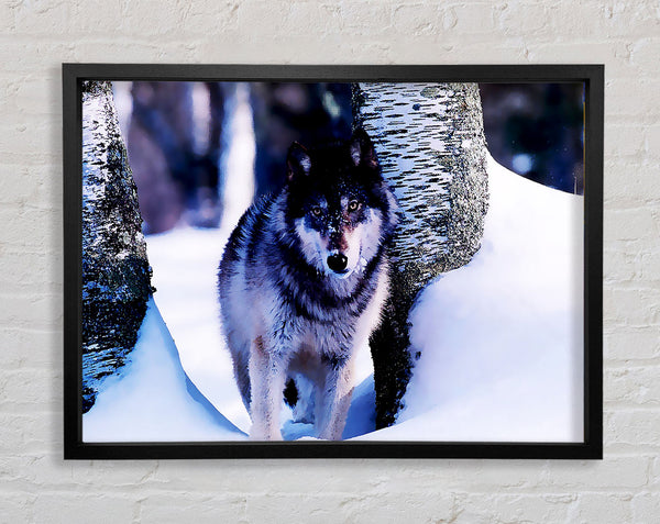 Wolf im Schnee