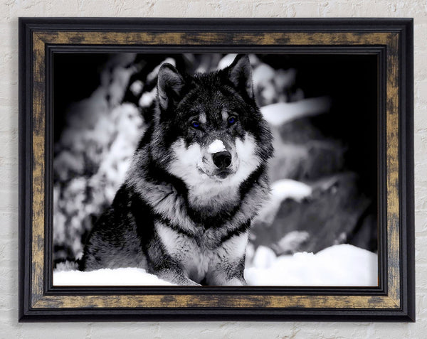 Wolf In Winter Framed Print