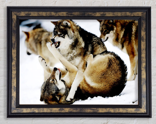 Wolf Pack Framed Print