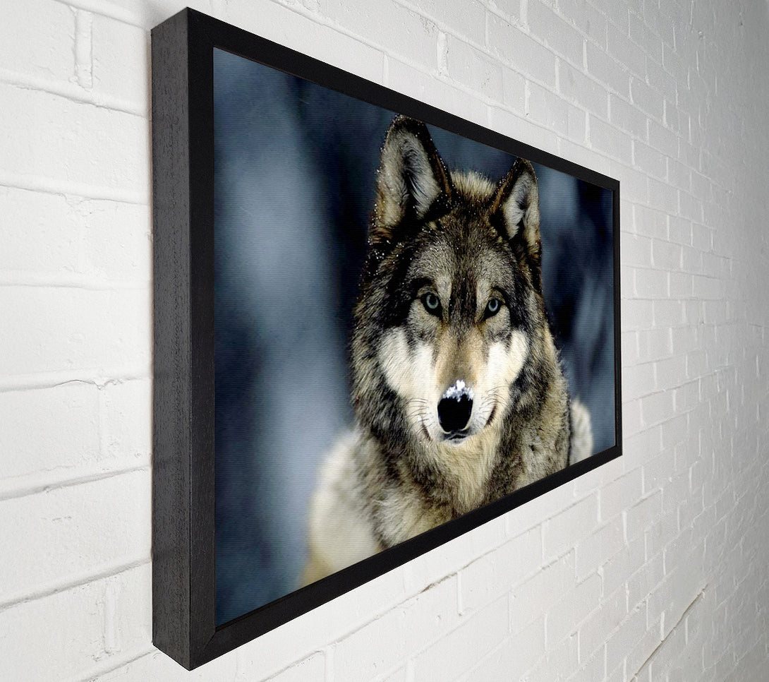  A Canvas Print of Wolf Snow Nose Canvas Wall Art