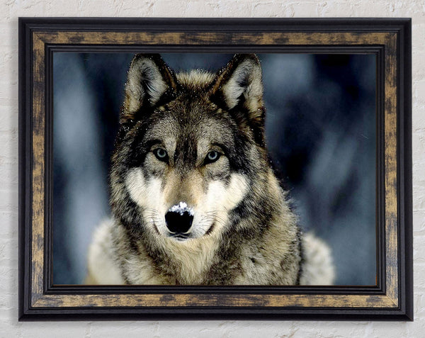 Wolf Snow Nose Framed Print