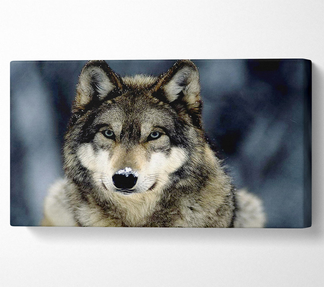  A Canvas Print of Wolf Snow Nose Canvas Wall Art